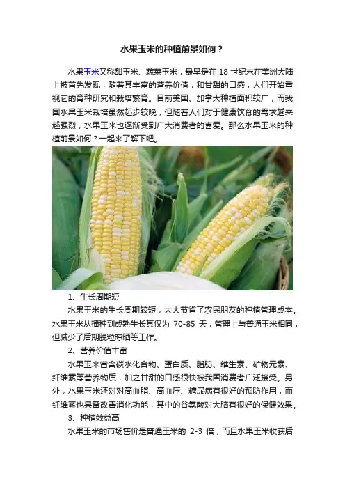 水果玉米的种植前景如何？