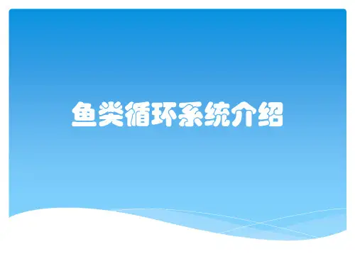 鱼类循环系统介绍