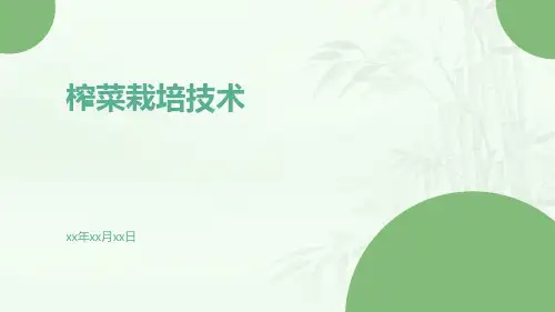 榨菜栽培技术