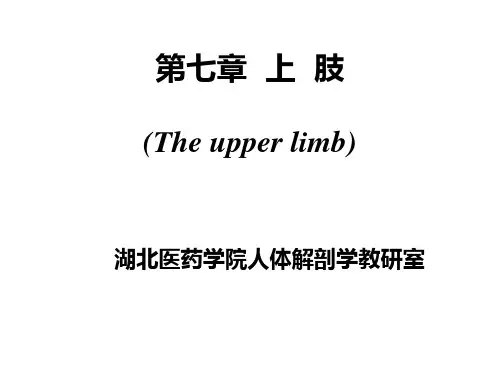 局部解剖学-上肢