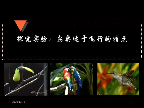 八年级生物鸟类适合飞行的特点PPT教学课件