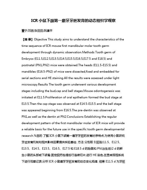 ICR小鼠下颌第一磨牙牙胚发育的动态组织学观察