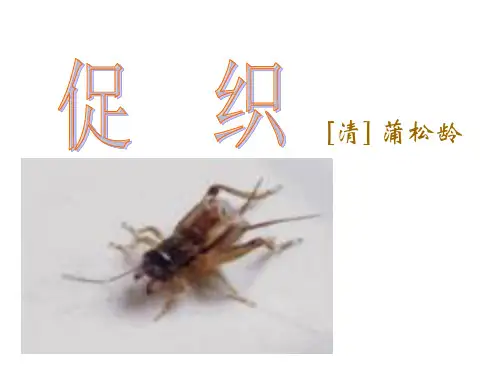 《促织》优秀课件PPT