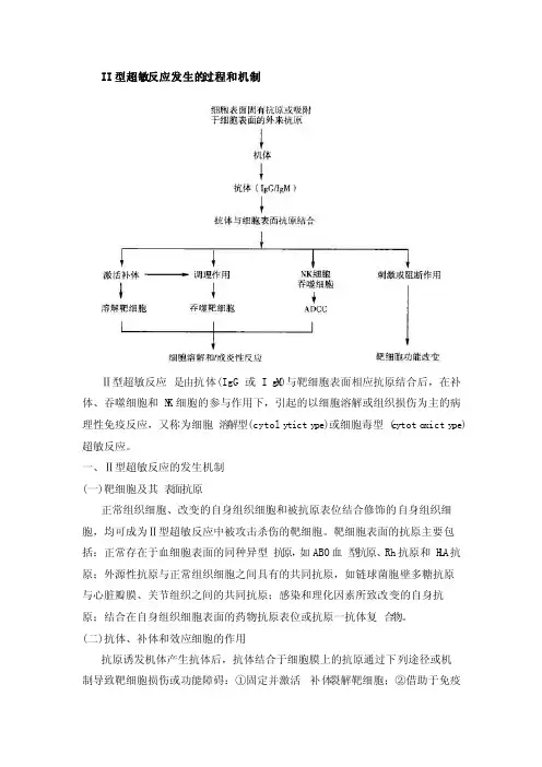 II型超敏反应发生的过程和机制