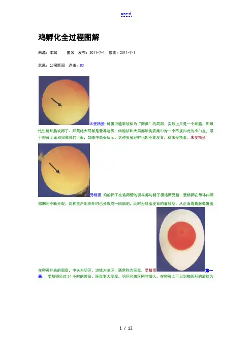 鸡孵化全过程现用图解