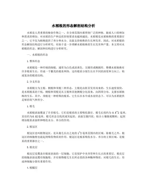 水稻根的形态解剖结构分析