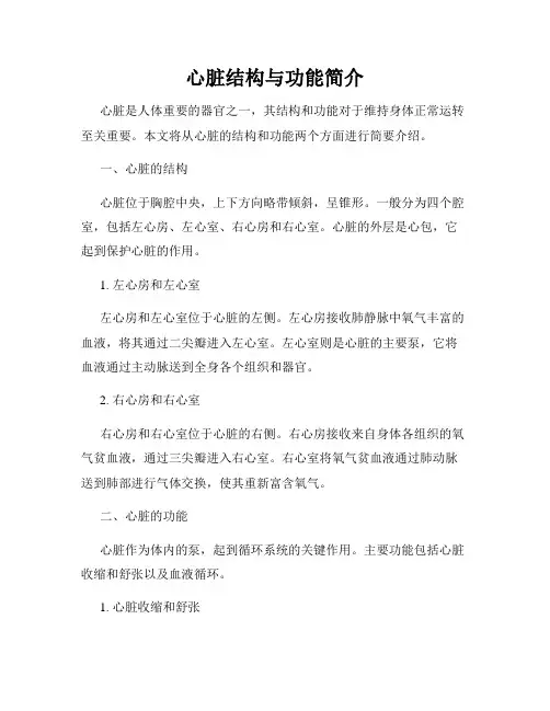 心脏结构与功能简介