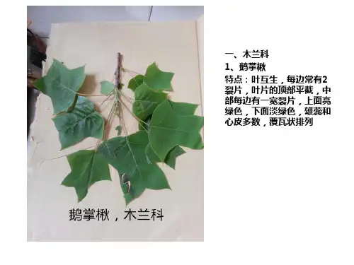 植物叶子辨认