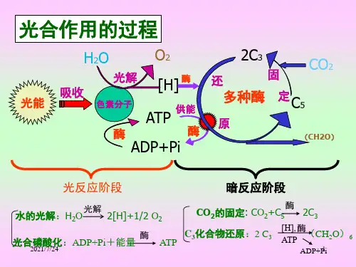 生物：《光合作用详程》PPT课件
