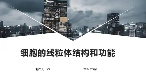 细胞的线粒体结构和功能