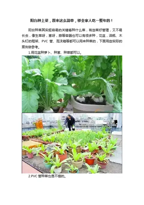 阳台种上菜，原来这么简单，够全家人吃一整年的！