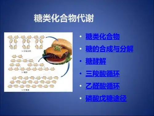 糖类代谢PPT课件