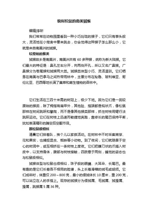貌似松鼠的南美狨猴