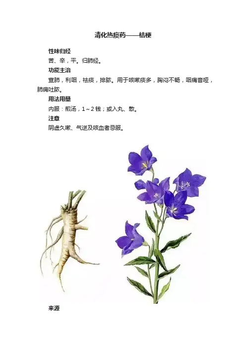 清化热痰药——桔梗