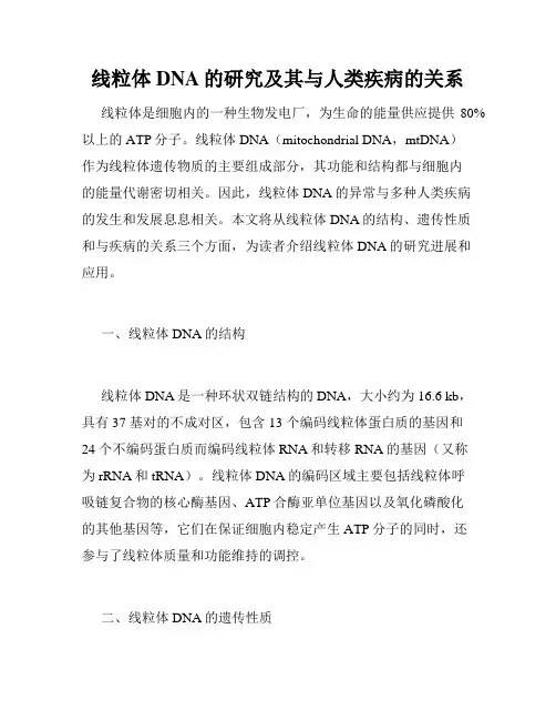 线粒体DNA的研究及其与人类疾病的关系