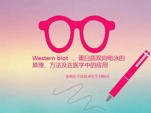Westernblot蛋白质双向电泳的原理方法及在医学中的应用最终版