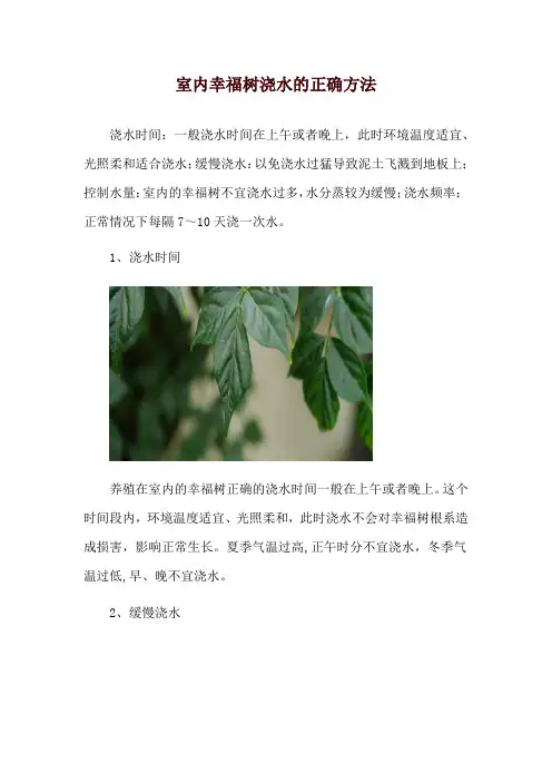 室内幸福树浇水的正确方法