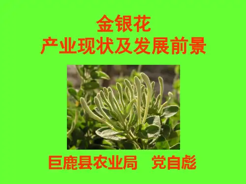 金银花