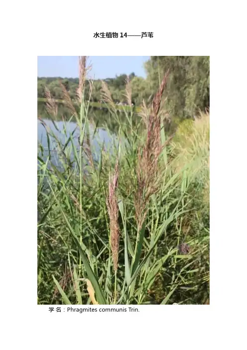 水生植物14——芦苇