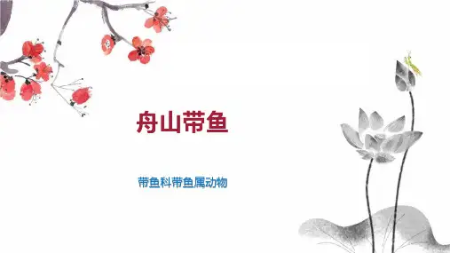 舟山带鱼    