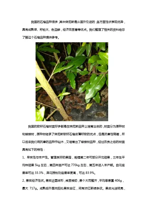 突尼斯软籽石榴苗详细介绍