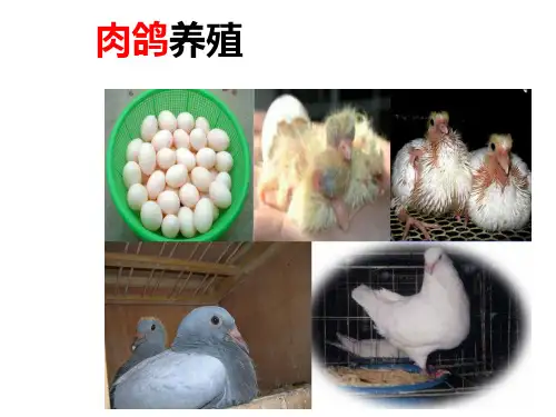 肉鸽养殖