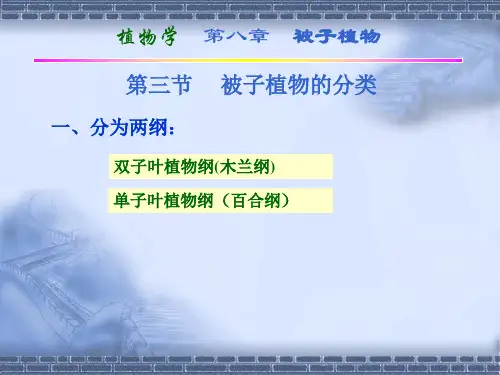 被子植物的分类