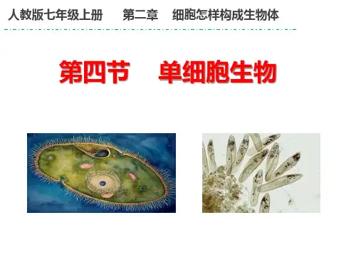 (最新)名师整理人教版生物7年级上册第2章第4节《单细胞生物》优秀实用课件