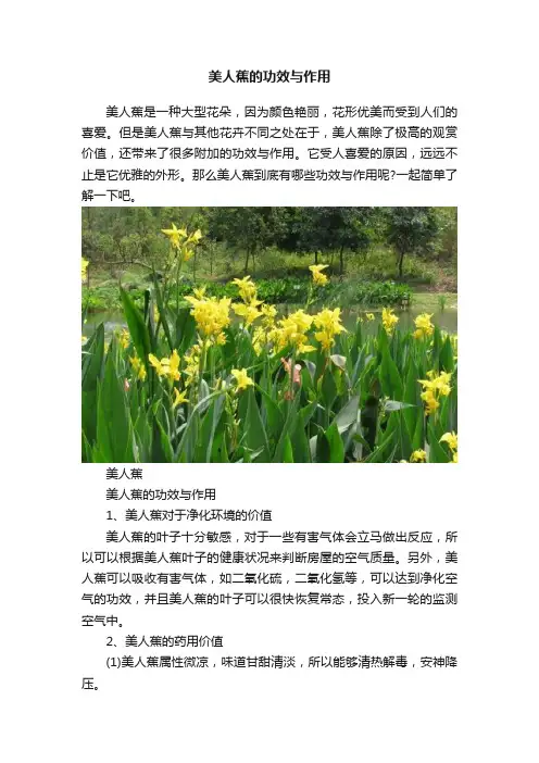 美人蕉的功效与作用