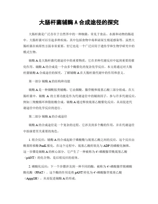 大肠杆菌辅酶A合成途径的探究