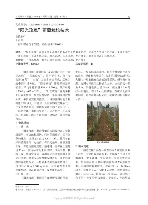 “阳光玫瑰”葡萄栽培技术