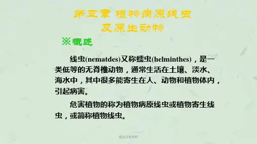 线虫总体资料课件