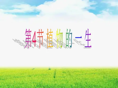 植物的一生件ppt