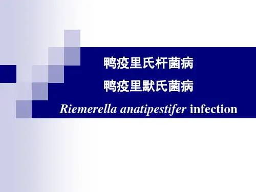 《禽病学》课件：18 鸭疫里氏杆菌病(传染性浆膜炎)
