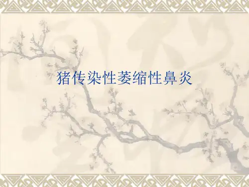 细菌病-猪传染性萎缩性鼻炎