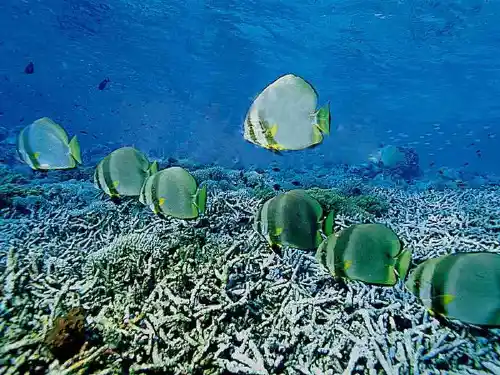八年级生物先天性行为和学习行为