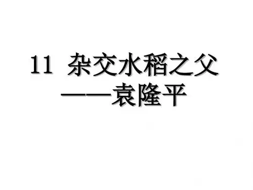 (新)语文版八年级语文上册第11课《杂交水稻之父——袁隆平》优秀课件