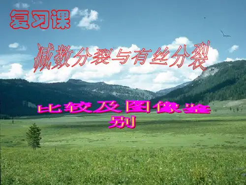 有丝分裂与减数分裂图解比较PPT课件