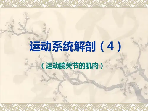 运动系统解剖4(运动腕关节的肌肉)