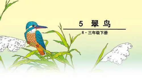 小学语文三年级下 5 翠鸟PPT