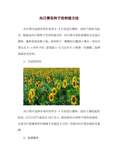 向日葵花种子的种植方法