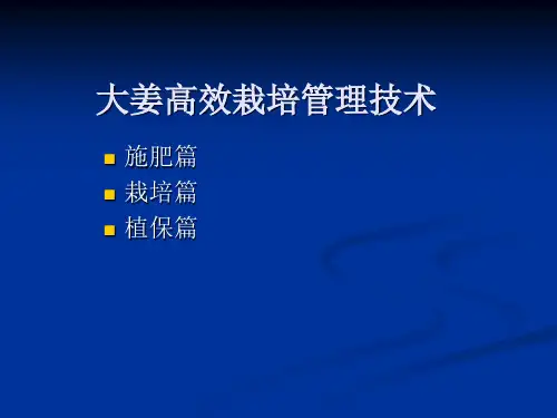 大姜高效栽培管理技术