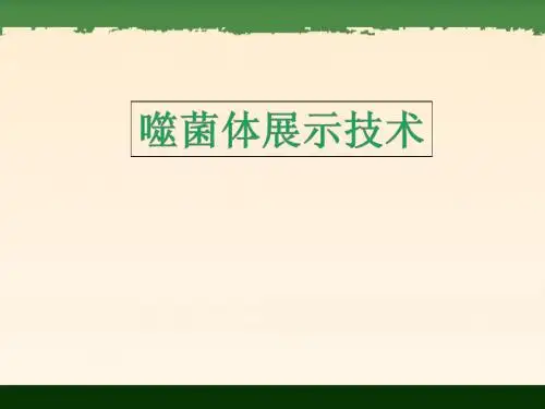 噬菌体展示技术