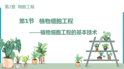 2.1.1 植物细胞工程的基本技术课件高二下学期生物人教版选择性必修三