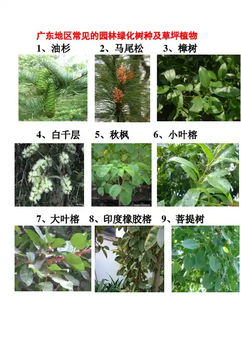 广东地区常见的园林植物74种