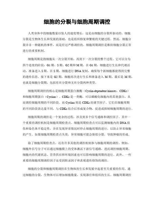 细胞的分裂与细胞周期调控