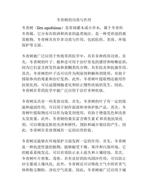 冬青树的功效与作用