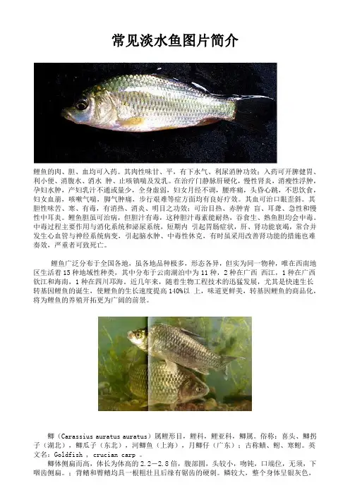 常见淡水鱼图文简介