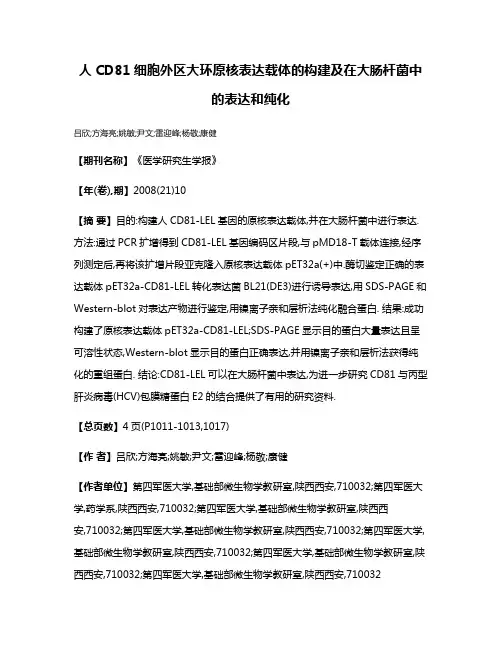 人CD81细胞外区大环原核表达载体的构建及在大肠杆菌中的表达和纯化
