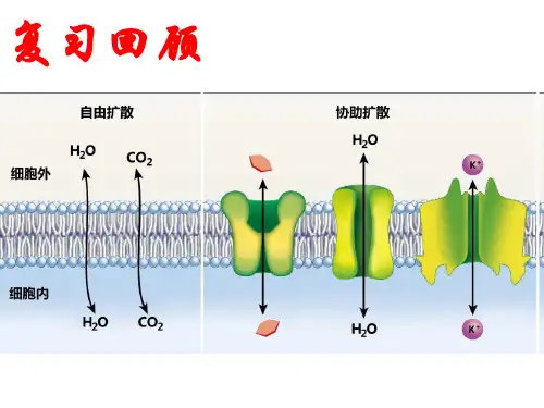 人教版新教材《主动运输与胞吞、胞吐》ppt课件1